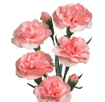 Buy Pink Mini Carnation Flowers Online