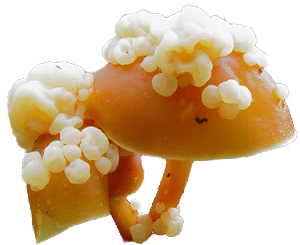 cias pngs // mushroom