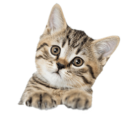 Gambar Hal Penting Merawat Kucing Istana Keistimewaan Memelihara Hewan Terpopuler Gambar di Rebanas - Rebanas