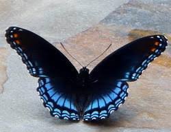 black and blue butterfly wings - Google Search
