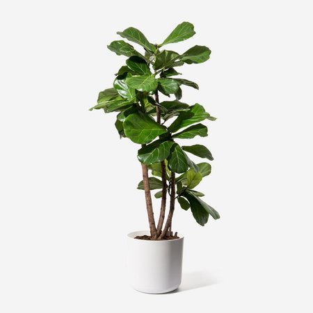 Fiddle-Leaf Fig Tall | Indoor Plants | Plants | FLOWERBX