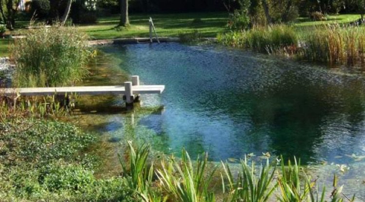 LUSH HOME Chlorine Free Natural Swimming Pools, Healthy and Eco Friendly Backyard Ideas