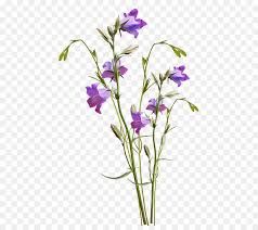 bell flower png - Google Search