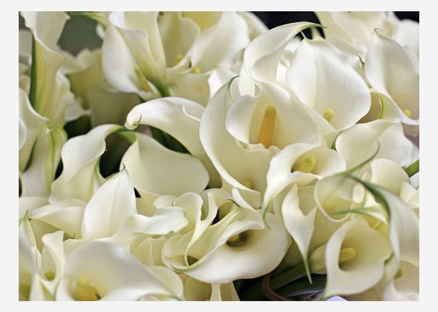 Calla Lily Photo Flower Floral White