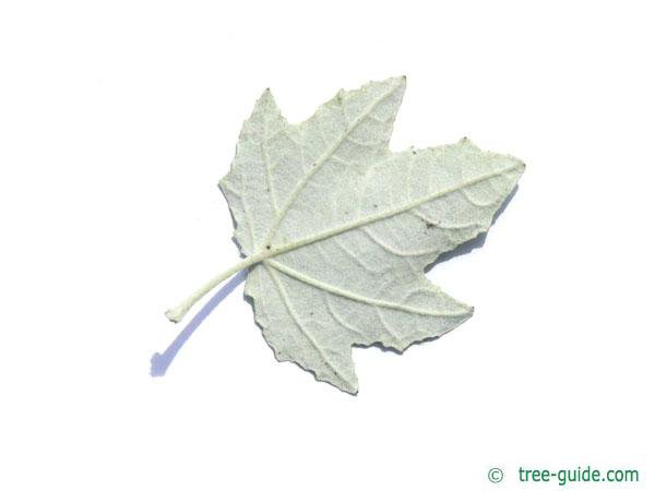 White Poplar | Populus alba