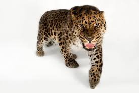 leopard - Google Search