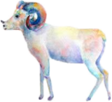 Aires goat