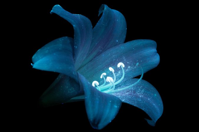 Glowing flower