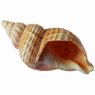 sea snail shell png - Google Search