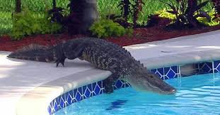 Florida alligator in yard - Google Search