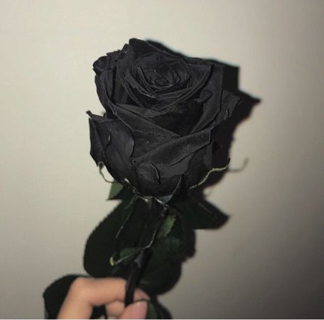 aesthetic black roses - Google Search