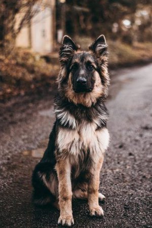 mean looking german shepherd – Google Suche
