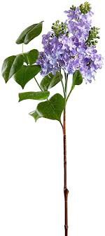 purple flower - Google Search