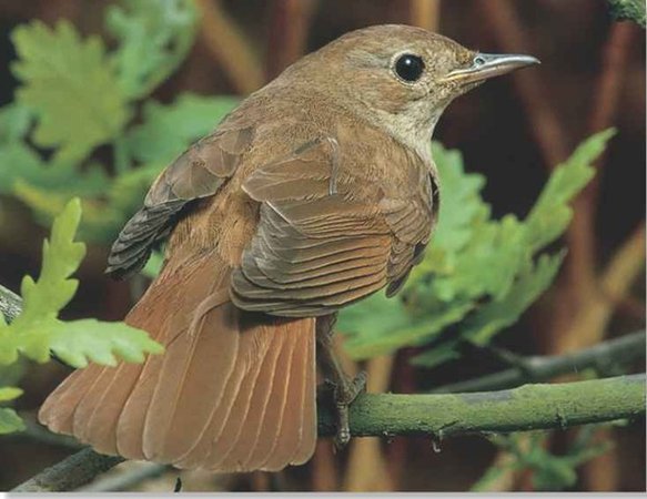 Nightingale (Birds)