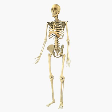 Human Full Body Skeleton 3D Model