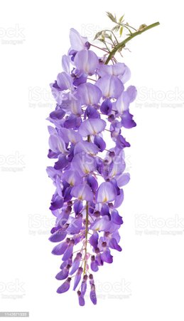 wisteria flowers - Google Search