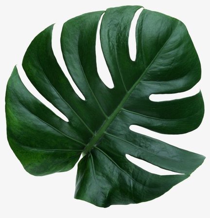 green leaf png filler