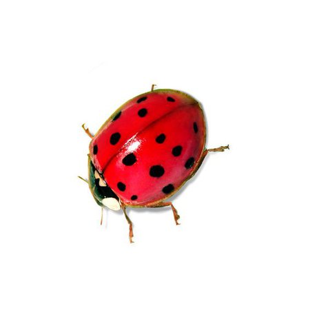 red ladybug png filler