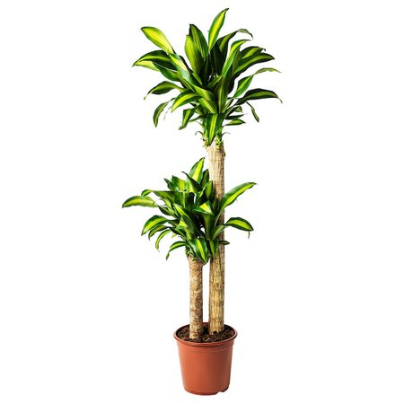 DRACAENA MASSANGEANA Potted plant, Dom plant, 2-stem - IKEA