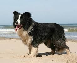 australian shepherd and border collie mix black and white - Google Search