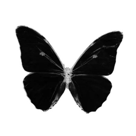 mariposa buterfly negro black sticker by @maritabright