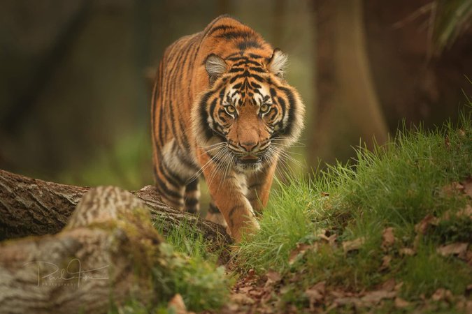 #tiger