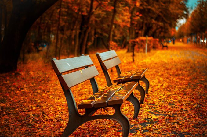 Free stock photo of autumn, avenue, bench