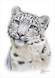 leopard and snow leopard drawing - Google Search