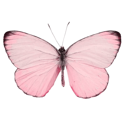 Pink Butterfly png