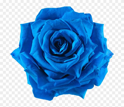 Blue Aesthetic Flower Transparent