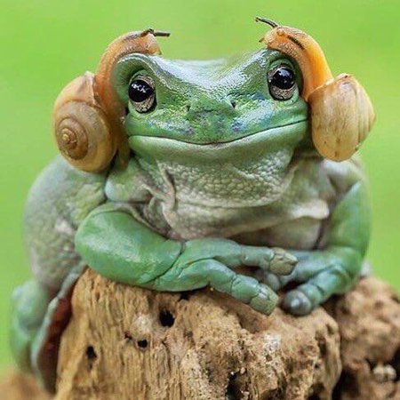 A Frog wearing Snails as headphones