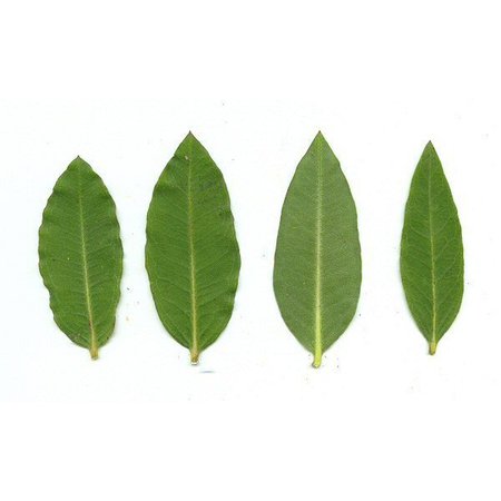 4 green oblong pointed leaves