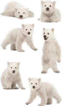 Polar Bear Cubs Stickers - Mrs. Grossman's