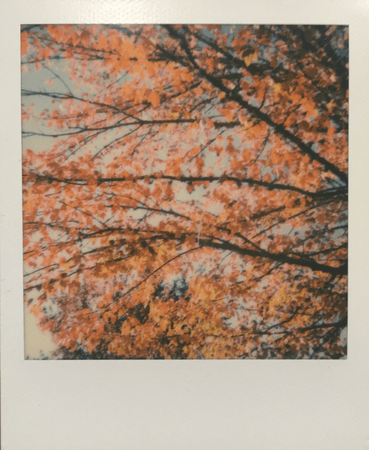 orange polaroid by @samanthahazard