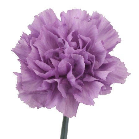 Purple Deep Lavender Carnation Flowers | FiftyFlowers.com
