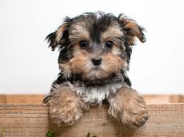 yorkie bichon puppy - Google Search