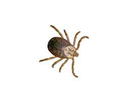 tick png lyme - Google Search