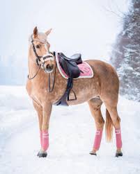 palomino horse wearing pink - Google Search