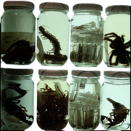 specimen jars ❦ clip by strangebbeast