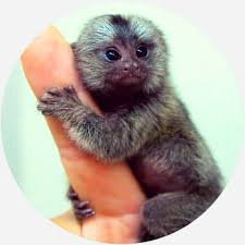 pet monkey - Google Search