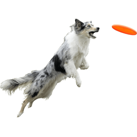 Pet clipart frisbee dog, Pet frisbee dog Transparent FREE for download on WebStockReview 2019