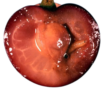 worm in cherry