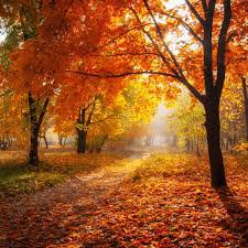 autumn leaves - Google Search