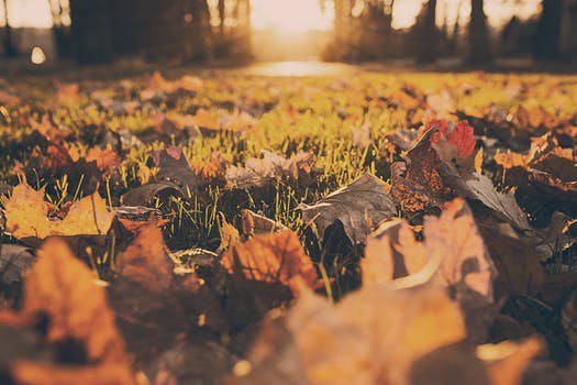 1000+ Engaging Autumn Photos · Pexels · Free Stock Photos