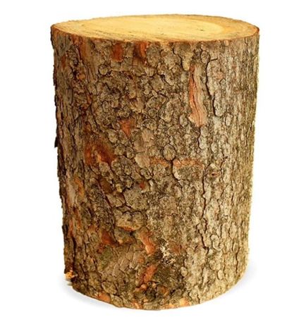 tree trunk slice