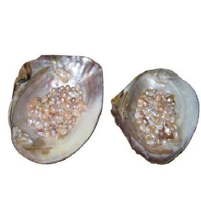 pearl shell
