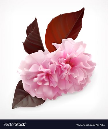 Cerry blossom flower Royalty Free Vector Image