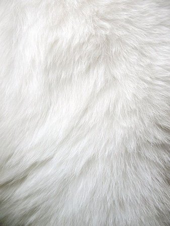 White Fur Background