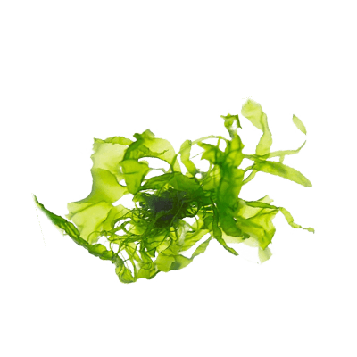 algae png – Google Sök