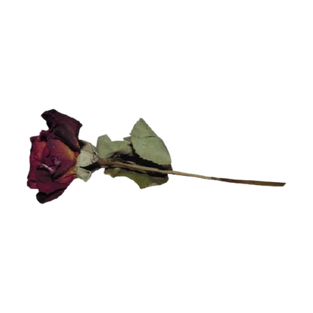 almost dead rose